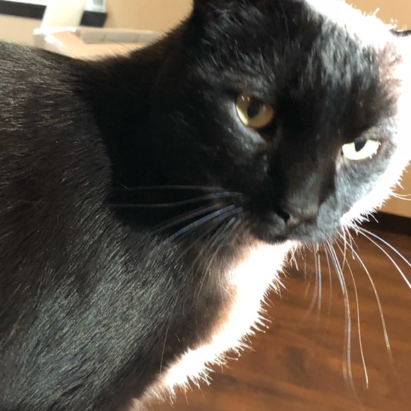 Meet your Posh Ambassador Amy!!!!! - Picture 5 of 6